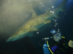 shark diving at Ocean World Manly