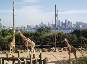 giraffes at Sydney Zoo with city background