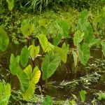 taro patch