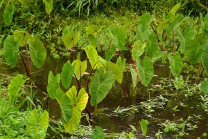 taro patch