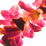 Lei