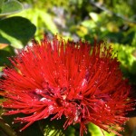 Lehua flower
