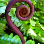 fern