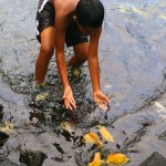 Boy chasing fish at the Puuhonua o Honaunau hukilau