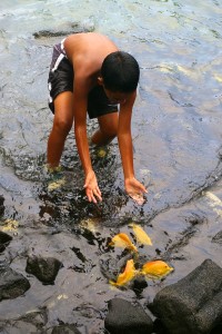 Boy chasing fish at the Puuhonua o Honaunau hukilau