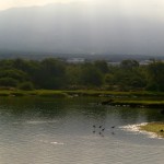 Kaloko Honokohua morning fishpond