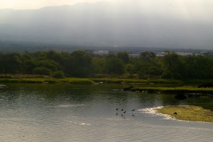 Kaloko Honokohua morning fishpond