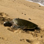sea turtle on beach