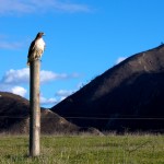 Hawk at Los Osos California
