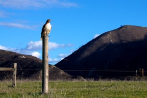 Hawk at Los Osos California
