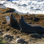 Pacific Coast Highway elephant seals