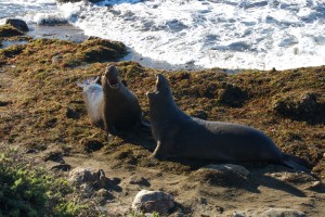 Pacific Coast Highway elephant seals