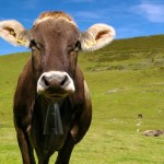 brown cow