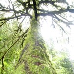 mossy tree