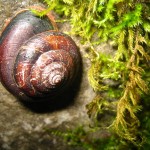 snail on mossy rock