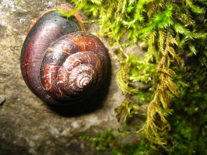 snail on mossy rock