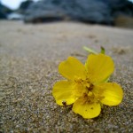 flower on beach