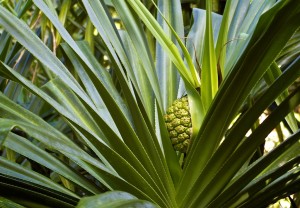 Tropical plant on Kauai
