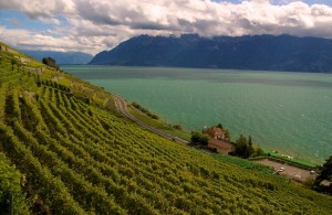 vineyards overlooking Lake Geneva
