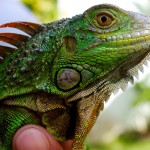 iguana
