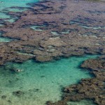 coral reef with snorkeler