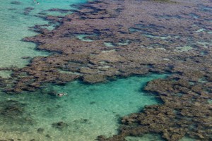 coral reef with snorkeler