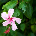 pink hibiscus flower