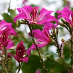 pink tropical flowers