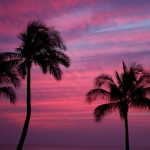 palm trees and sunset in Ko Olina
