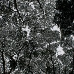 tree canopy in Manoa Valley