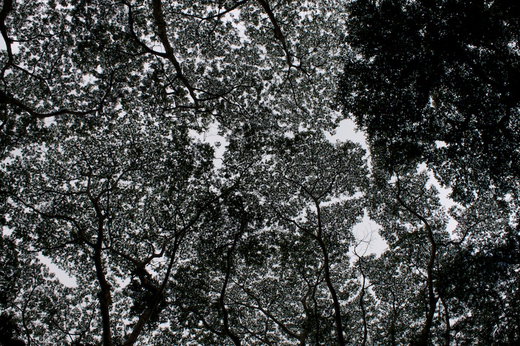 tree canopy in Manoa Valley