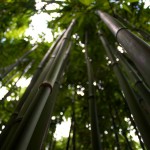 Bamboo in Manoa Valley