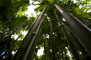 Bamboo in Manoa Valley