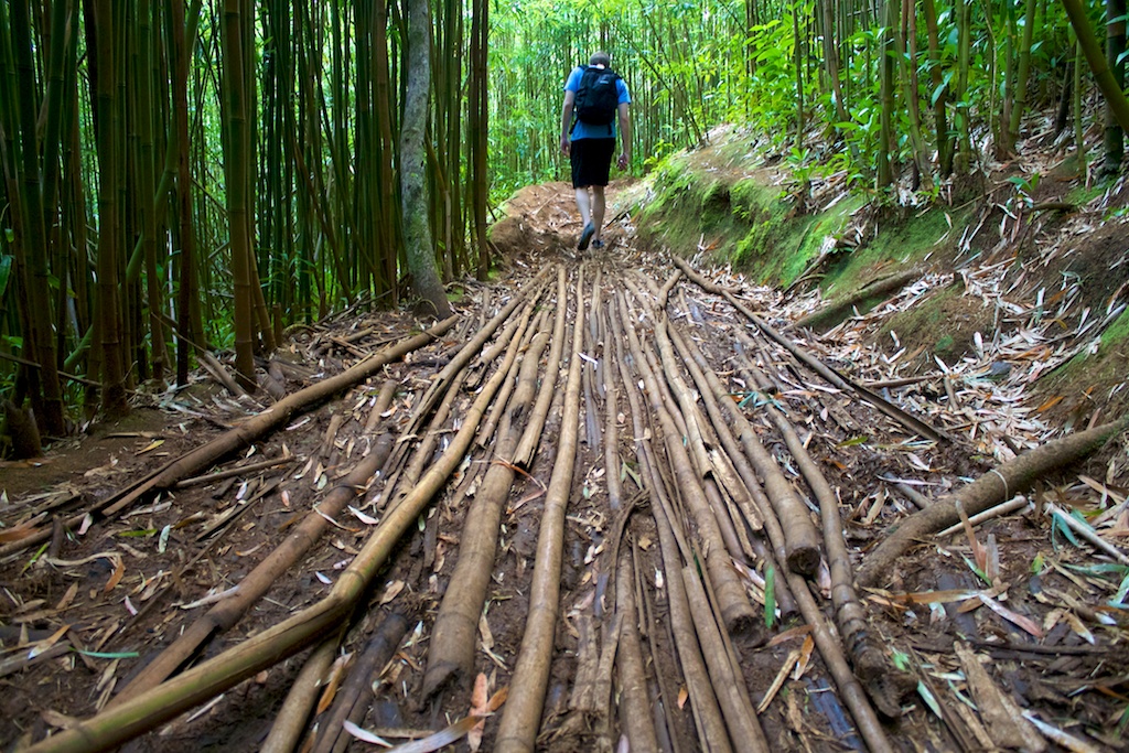 hiking trail in the Manoa Valley
