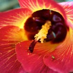 flower in Manoa Valley