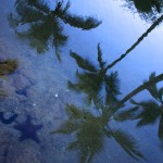 palm tree reflections
