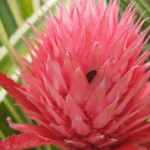 pineapple flower