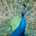 peacock in Waimea Valley