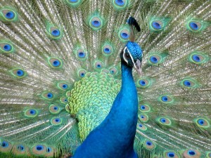 peacock in Waimea Valley
