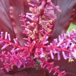 tropical flower close-up