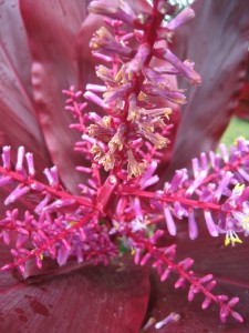 tropical flower close-up