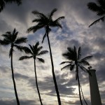 Palm trees