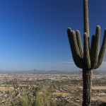 Saguaro in South Mountain Park