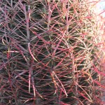 Cactus in Arizona