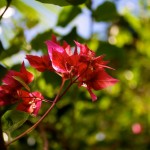 tropical flower