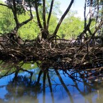 mangrove forest