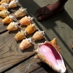 conch shells