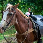 horse