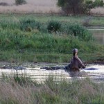 Hippo at Pilanesberg National Park