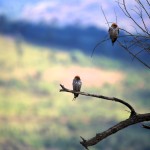 Birds at Pilanesberg National Park